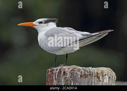 Royal Tern (Sterna maxima) adulte debout sur l'ancienne jetée soutenir Los Haitises NP, République dominicaine janvier 2014 Banque D'Images