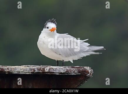 Royal Tern (Sterna maxima) adulte debout sur l'ancienne jetée soutenir Los Haitises NP, République dominicaine janvier 2014 Banque D'Images