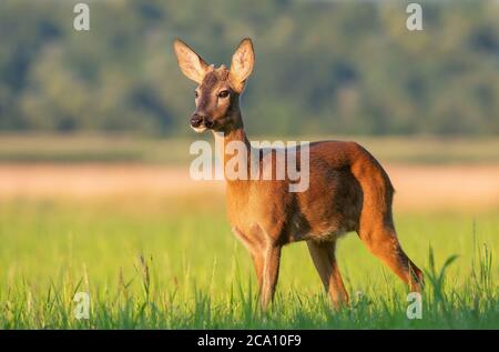 Le jeune buck sauvage (Capranolus capranolus) debout dans un champ Banque D'Images