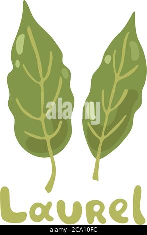 Feuilles de baie. Illustration du vecteur de couleur Laurel. Feuilles Laurel isolées sur fond blanc. Laurus Nobilis, Sweet Bay. Herbes culinaires. Pour le Web, menu Illustration de Vecteur