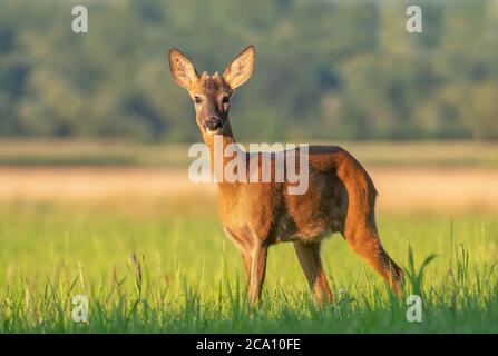 Le jeune buck sauvage (Capranolus capranolus) debout dans un champ Banque D'Images