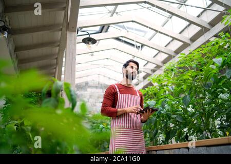 Homme jardinier avec une tablette debout en serre, travaillant. Banque D'Images