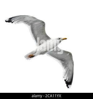 mouette isolée sur fond blanc Banque D'Images