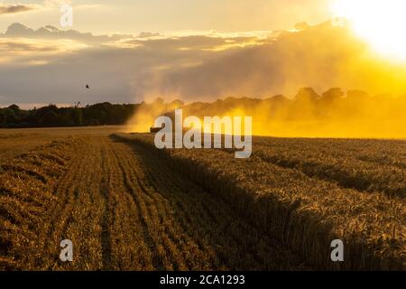 Récolte spectaculaire avec une moissonneuse-batteuse Banque D'Images