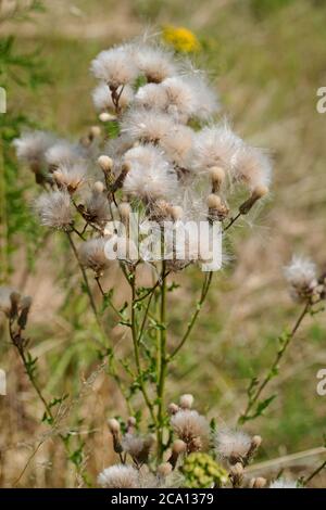 Chardon-griffé fade, cirsium arvense, formation de graines Banque D'Images