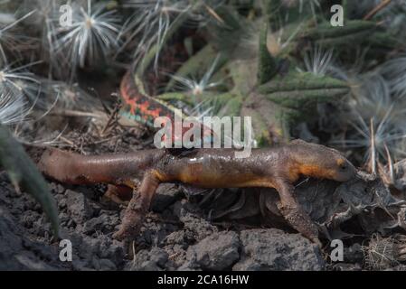 Une couleuvre ã flancs rouges de californie (Thamnophis sirtalis infernalis) mangeant un newt (Taricha torosa), l'un des rares prédateurs qui peuvent manipuler les toxines newt. Banque D'Images