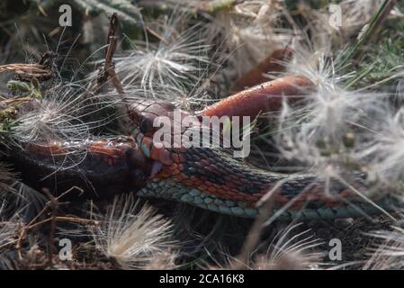 Une couleuvre ã flancs rouges de californie (Thamnophis sirtalis infernalis) mangeant un newt (Taricha torosa), l'un des rares prédateurs qui peuvent manipuler les toxines newt. Banque D'Images