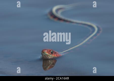 Une couleuvre à flancs rouges de Californie (Thamnophis sirtalis infernalis), sans doute l'un des plus beaux serpents d'Amérique du Nord. Banque D'Images