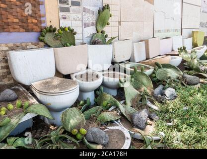 Jardin inhabituel: Cactus planté dans de vieilles toilettes dans le jardin en Espagne Banque D'Images