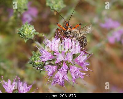 Red Assassin Bug tuant une abeille sur une fleur de thym sauvage en Grèce Banque D'Images