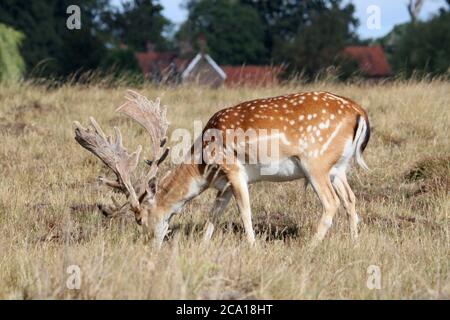 Buck de cerf de Virginie (Dama dama), Hampton court Palace Golf Club, Home Park, Hampton court, East Molesey, Surrey, Angleterre, Grande-Bretagne, Royaume-Uni, Europe Banque D'Images