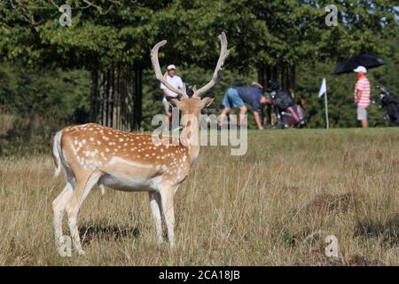 Buck de cerf de Virginie (Dama dama), Hampton court Palace Golf Club, Home Park, Hampton court, East Molesey, Surrey, Angleterre, Grande-Bretagne, Royaume-Uni, Europe Banque D'Images