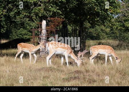 Mâles de cerf de Virginie (Dama dama), Hampton court Palace Golf Club, Home Park, Hampton court, East Molesey, Surrey, Angleterre, Grande-Bretagne, Royaume-Uni, Europe Banque D'Images