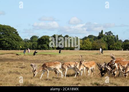 Mâles de cerf de Virginie (Dama dama), Hampton court Palace Golf Club, Home Park, Hampton court, East Molesey, Surrey, Angleterre, Grande-Bretagne, Royaume-Uni, Europe Banque D'Images