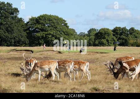 Mâles de cerf de Virginie (Dama dama), Hampton court Palace Golf Club, Home Park, Hampton court, East Molesey, Surrey, Angleterre, Grande-Bretagne, Royaume-Uni, Europe Banque D'Images