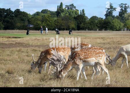 Mâles de cerf de Virginie (Dama dama), Hampton court Palace Golf Club, Home Park, Hampton court, East Molesey, Surrey, Angleterre, Grande-Bretagne, Royaume-Uni, Europe Banque D'Images