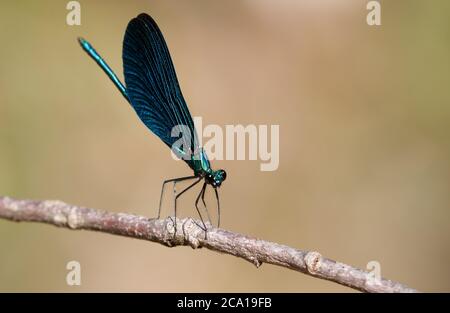 Homme belle demoiselle, Calopteryx virgo, damselfly installé sur une branche Banque D'Images