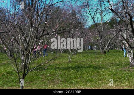 3 août 2020: Même avec l'annulation du festival des cerisiers en fleurs, les gens se rendent au Parque do Carmo pour bronzer, photographier, marcher avec leurs animaux de compagnie et faire un pique-nique sur les arbres de la cerisier grove qui au Brésil, Bloom à ce moment-là.les habitants affirment qu'après 4 mois et demi de quarantaine, il est nécessaire de sortir avec les enfants et leurs animaux de compagnie pour se débarrasser du sentiment de confinement causé par les restrictions de quarantaine. Credit: Dario Oliveira/ZUMA Wire/Alay Live News Banque D'Images