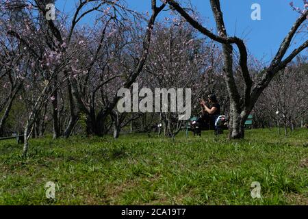 3 août 2020: Même avec l'annulation du festival des cerisiers en fleurs, les gens se rendent au Parque do Carmo pour bronzer, photographier, marcher avec leurs animaux de compagnie et faire un pique-nique sur les arbres de la cerisier grove qui au Brésil, Bloom à ce moment-là.les habitants affirment qu'après 4 mois et demi de quarantaine, il est nécessaire de sortir avec les enfants et leurs animaux de compagnie pour se débarrasser du sentiment de confinement causé par les restrictions de quarantaine. Credit: Dario Oliveira/ZUMA Wire/Alay Live News Banque D'Images