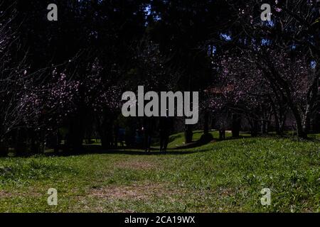 3 août 2020: Même avec l'annulation du festival des cerisiers en fleurs, les gens se rendent au Parque do Carmo pour bronzer, photographier, marcher avec leurs animaux de compagnie et faire un pique-nique sur les arbres de la cerisier grove qui au Brésil, Bloom à ce moment-là.les habitants affirment qu'après 4 mois et demi de quarantaine, il est nécessaire de sortir avec les enfants et leurs animaux de compagnie pour se débarrasser du sentiment de confinement causé par les restrictions de quarantaine. Credit: Dario Oliveira/ZUMA Wire/Alay Live News Banque D'Images