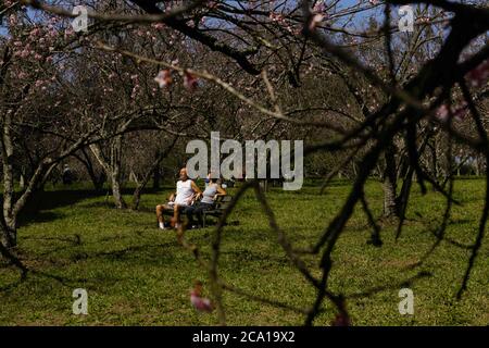 3 août 2020: Même avec l'annulation du festival des cerisiers en fleurs, les gens se rendent au Parque do Carmo pour bronzer, photographier, marcher avec leurs animaux de compagnie et faire un pique-nique sur les arbres de la cerisier grove qui au Brésil, Bloom à ce moment-là.les habitants affirment qu'après 4 mois et demi de quarantaine, il est nécessaire de sortir avec les enfants et leurs animaux de compagnie pour se débarrasser du sentiment de confinement causé par les restrictions de quarantaine. Credit: Dario Oliveira/ZUMA Wire/Alay Live News Banque D'Images