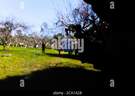 3 août 2020: Même avec l'annulation du festival des cerisiers en fleurs, les gens se rendent au Parque do Carmo pour bronzer, photographier, marcher avec leurs animaux de compagnie et faire un pique-nique sur les arbres de la cerisier grove qui au Brésil, Bloom à ce moment-là.les habitants affirment qu'après 4 mois et demi de quarantaine, il est nécessaire de sortir avec les enfants et leurs animaux de compagnie pour se débarrasser du sentiment de confinement causé par les restrictions de quarantaine. Credit: Dario Oliveira/ZUMA Wire/Alay Live News Banque D'Images