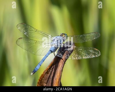 Gros plan de la libellule mâle Eastern ou Common Pondhawk prise dans la réserve Deer Prairie Creek, dans North Port Florida, États-Unis Banque D'Images