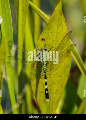 Gros plan de la libellule femelle de l'est ou de la commune de Pondhawk, prise dans la réserve Deer Prairie Creek à North Port Florida États-Unis Banque D'Images