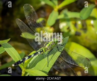 Gros plan de la libellule femelle de l'est ou de la commune de Pondhawk, prise dans la réserve Deer Prairie Creek à North Port Florida États-Unis Banque D'Images