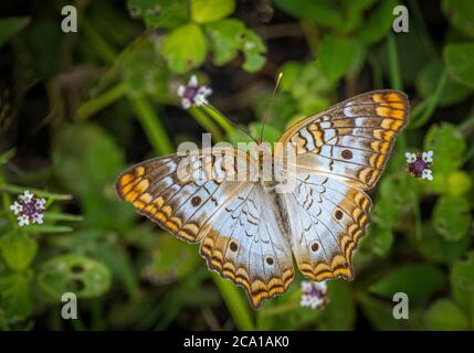 Peacock blanc, Anartia jatrophae guantanamo, papillon dans le parc national de la rivière Myakka à Sarasota, Floride, États-Unis Banque D'Images