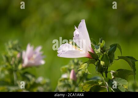Swamp Mellow a également appelé Rose Mallow ou Swamp Rose Mellow dans le parc national de la rivière Myakka à Sarasota Floride États-Unis Banque D'Images