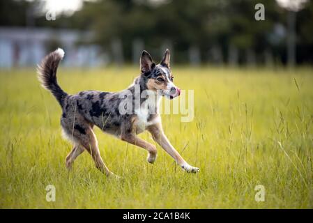 Koolie chien de troupeau australien ou allemand Coolie. Australie chien de troupeau de travail original. Banque D'Images