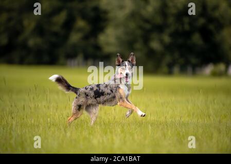 Koolie chien de troupeau australien ou allemand Coolie. Australie chien de troupeau de travail original. Banque D'Images