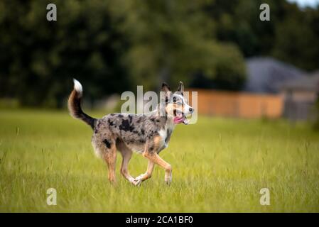 Koolie chien de troupeau australien ou allemand Coolie. Australie chien de troupeau de travail original. Banque D'Images