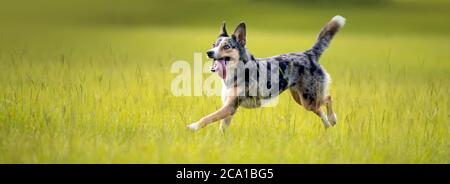 Koolie chien de troupeau australien ou allemand Coolie. Australie chien de troupeau de travail original. Banque D'Images