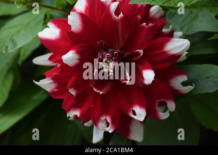 Les dahlia rouges et blanches fleurissent dans un jardin irlandais l'été Banque D'Images