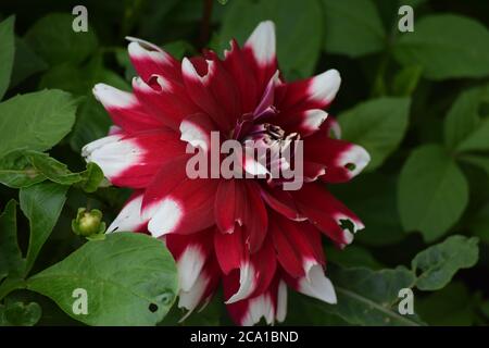 Les dahlia rouges et blanches fleurissent dans un jardin irlandais l'été Banque D'Images