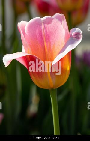 Gros plan d'une poche Tulipa Tom simple, rose vif et jaune triomphez la tulipe en plein soleil avec un parterre de tulipe en arrière-plan flou Banque D'Images