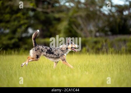 Koolie chien de troupeau australien ou allemand Coolie. Australie chien de troupeau de travail original. Banque D'Images