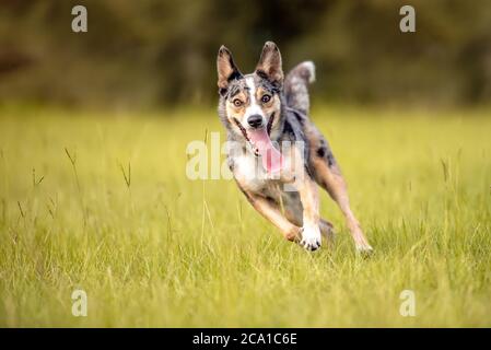 Koolie chien de troupeau australien ou allemand Coolie. Australie chien de troupeau de travail original. Banque D'Images