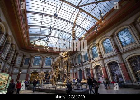Squelettes géants de Brachiosaurus et de Diplodocus dans le Dinosaur Hall. Le musée d'Histoire naturelle, fondé en 1810, abrite des millions de spécime paléontologique Banque D'Images