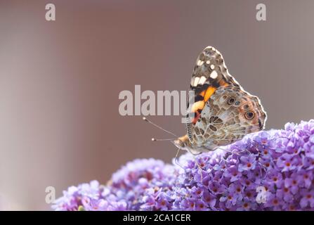 Un papillon lady peint (Vanessa cardui) buvant le nectar d'une panicule Buzz Buddleja violette de fleurs. Banque D'Images