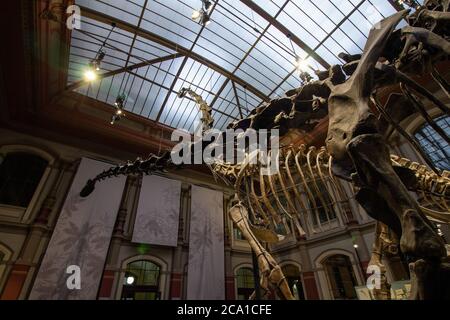 Squelettes géants de Brachiosaurus et de Diplodocus dans le Dinosaur Hall. Le musée d'Histoire naturelle, fondé en 1810, abrite des millions de spécime paléontologique Banque D'Images