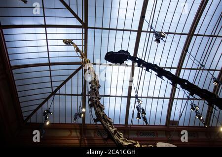 Squelettes géants de Brachiosaurus et de Diplodocus dans le Dinosaur Hall. Le musée d'Histoire naturelle, fondé en 1810, abrite des millions de spécime paléontologique Banque D'Images