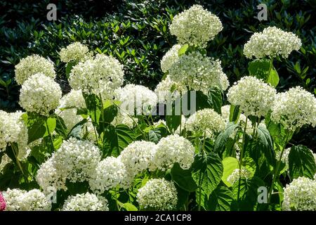 White Hortensia arborescens 'Strong Annabelle' Hytensia Annabelle Banque D'Images