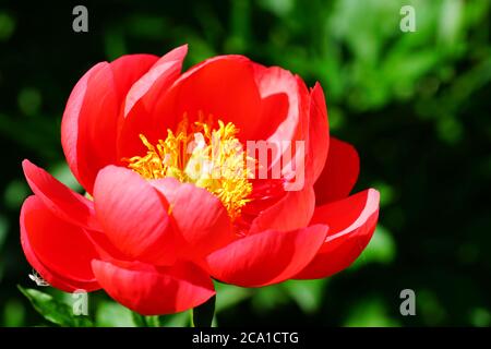 Corail Magic orange rose pivoine fleur en fleur Banque D'Images