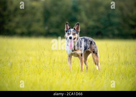 Koolie chien de troupeau australien ou allemand Coolie. Australie chien de troupeau de travail original. Banque D'Images