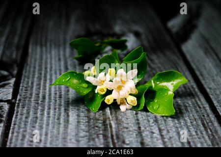 Composition et cadre en fleurs blanches sur fond noir. Banque D'Images