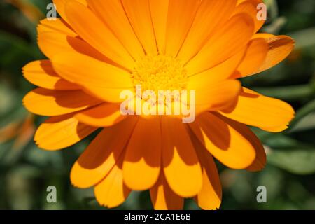 Old English Marigold (Calendula officinalis), Royaume-Uni Banque D'Images