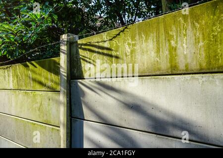 Le soleil du matin brille sur une clôture faite de plaques de béton, de vert d'algues de pluie et de fils barbelés sur le dessus Banque D'Images